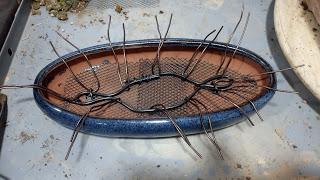 Nº 114 Almez + bosque + trasplante