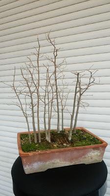 Nº 114 Almez + bosque + trasplante