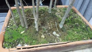 Nº 114 Almez + bosque + trasplante