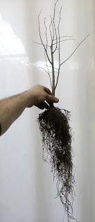 Nº 114 Almez + bosque + trasplante