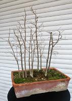 Nº 114 Almez + bosque + trasplante