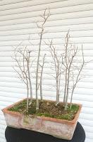 Nº 114 Almez + bosque + trasplante