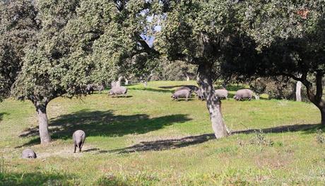 Cerdo ibérico de bellota Finca Las Hazas