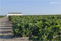 Pago de Miraflores, Carrascal y Torrebreva. Sanlucar.