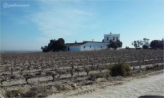 Pago de Miraflores, Carrascal y Torrebreva. Sanlucar.