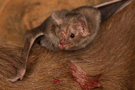 Drácula y el valor de la sangre Drácula y el valor de la sangre