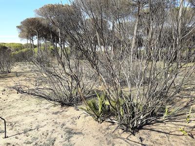 La vida se abre paso tras el incendio de Doñana... -- Life continues after de forest fire of Donana Natural Park