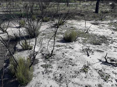 La vida se abre paso tras el incendio de Doñana... -- Life continues after de forest fire of Donana Natural Park
