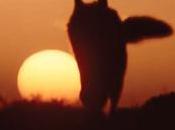 LOBO ESTEPARIO.Autor: Hermann Hesse. Fragmento.