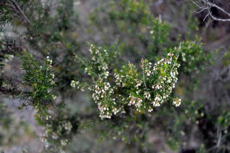SENDERO DE LA GARGANTA DE VALDEINFIERNO SENDERO DE LA GARGANTA DE VALDEINFIERNO