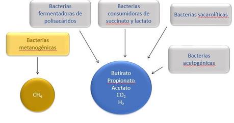 Bacterias - microbiota intestinal