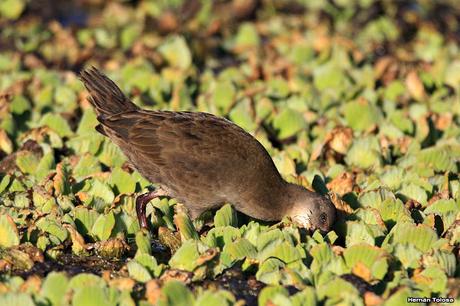 Juveniles de gallineta alimentándose