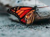 Díaz Tuesta: Mariposas