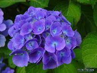 UN INDICADOR DE PH CASERO CON COL LOMBARDA - QUÍMICA EN LA COCINA