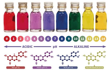UN INDICADOR DE PH CASERO CON COL LOMBARDA - QUÍMICA EN LA COCINA