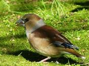 Picogordos, pasando invierno