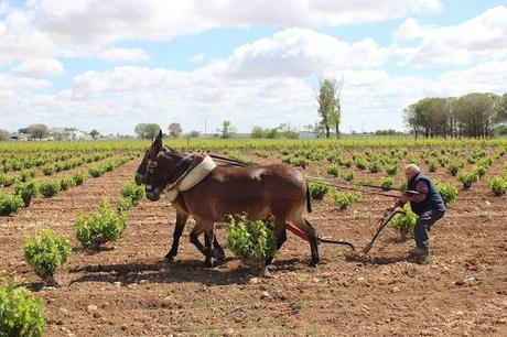 bodegas verum vino ecologico