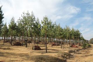 PROMUEVE PROBOSQUE MODELO DE DESARROLLO ECONÓMICO AGROSILVOPASTORIL