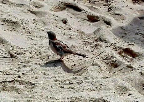 Las rutas de Aver Aves son eternas