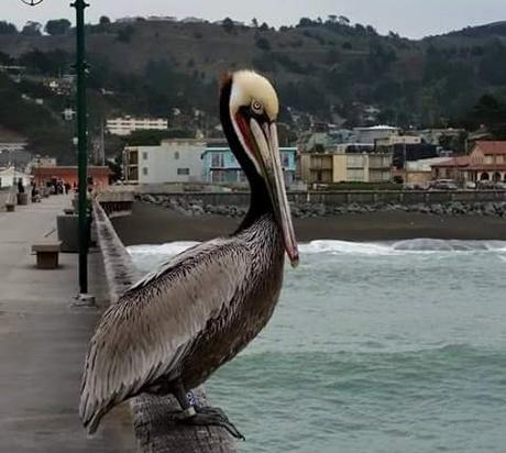 Las rutas de Aver Aves son eternas