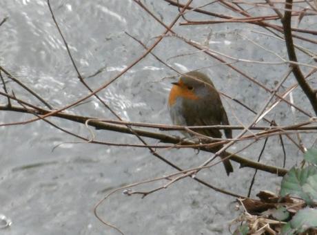 Las rutas de Aver Aves son eternas