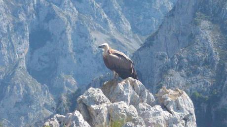 Las rutas de Aver Aves son eternas