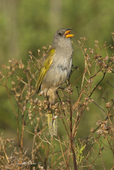 Verdón (Great pampa Finch) Embernagra platensis