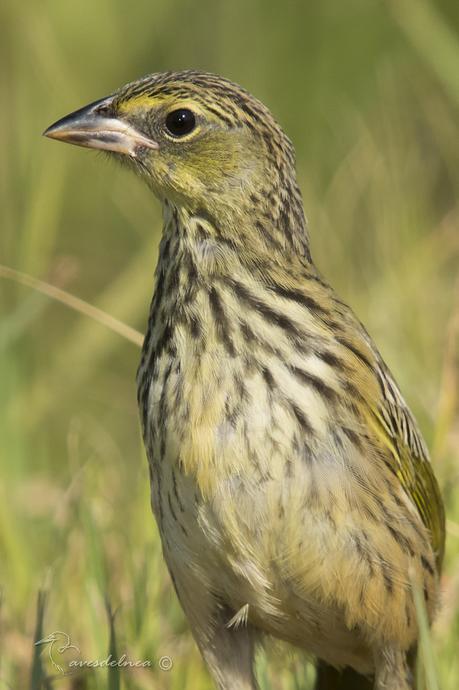 Verdón (Great pampa Finch) Embernagra platensis