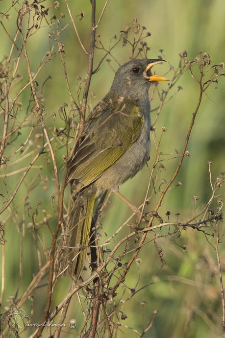 Verdón (Great pampa Finch) Embernagra platensis