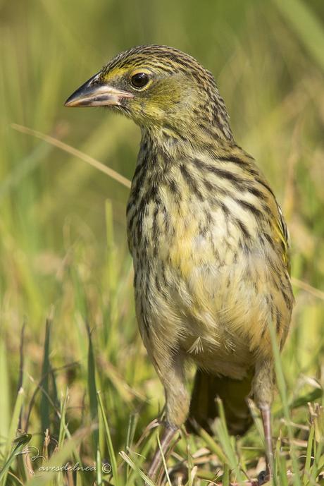 Verdón (Great pampa Finch) Embernagra platensis