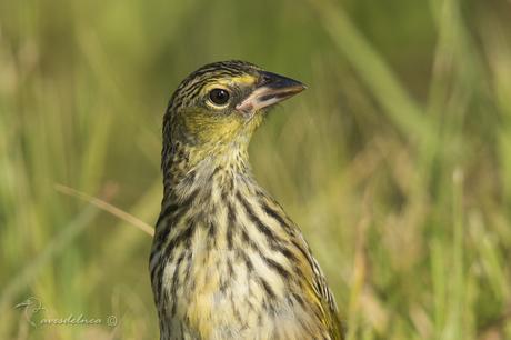 Verdón (Great pampa Finch) Embernagra platensis