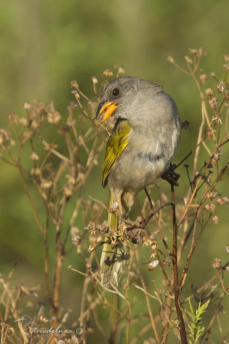 Verdón (Great pampa Finch) Embernagra platensis