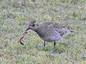 Extraordinaria concentración chorlito dorado ("Pluvialis apricaria") estuario Miño