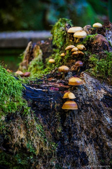 Sobre el viejo tronco