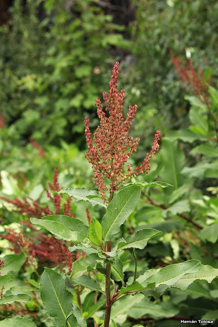 Acedera (Rumex crispus)