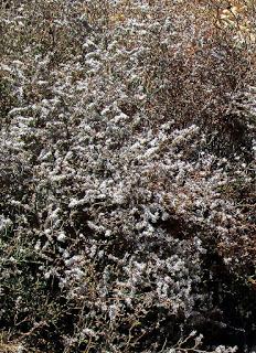 Paseando por el emporion de la Illeta dels Banyets