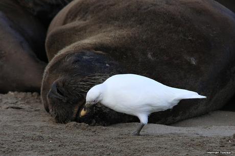 Palomas antárticas en el puerto