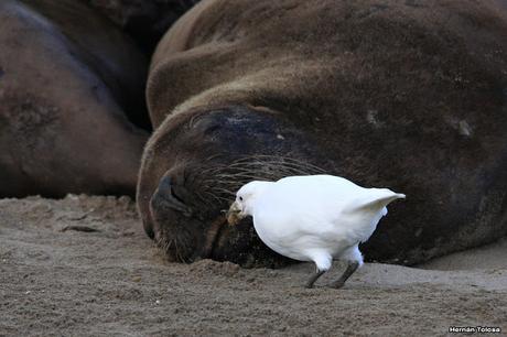 Palomas antárticas en el puerto