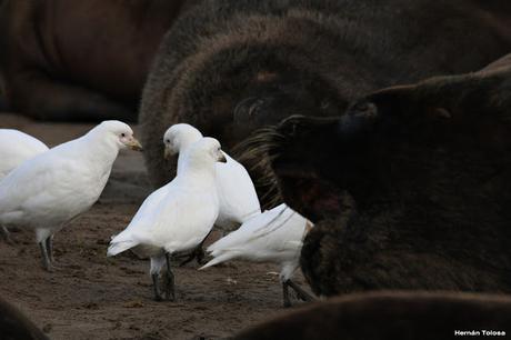 Palomas antárticas en el puerto