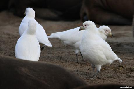 Palomas antárticas en el puerto