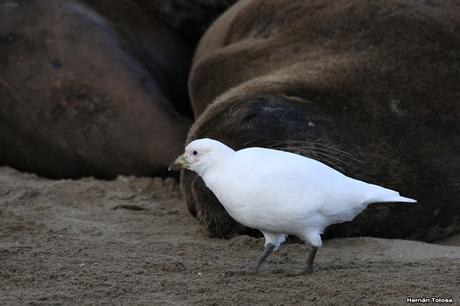 Palomas antárticas en el puerto
