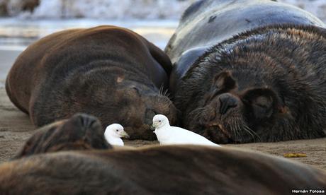 Palomas antárticas en el puerto