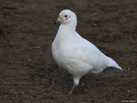 Palomas antárticas en el puerto