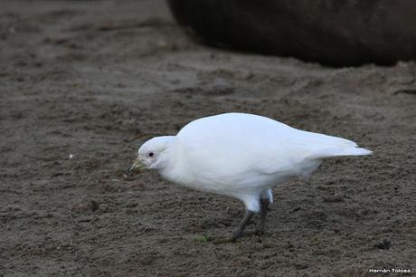 Palomas antárticas en el puerto