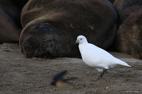 Palomas antárticas en el puerto
