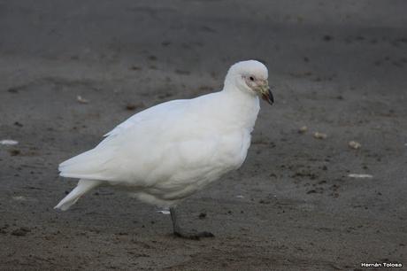 Palomas antárticas en el puerto