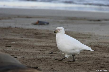 Palomas antárticas en el puerto