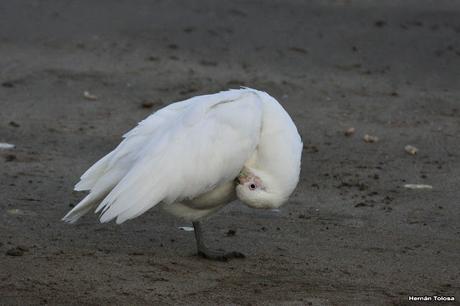 Palomas antárticas en el puerto