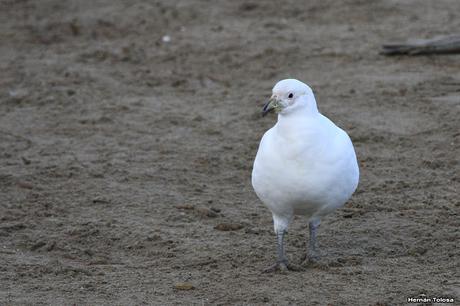 Palomas antárticas en el puerto