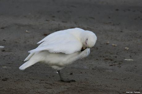 Palomas antárticas en el puerto